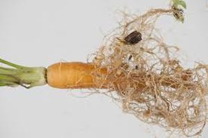 uploads/images/pest/carrot nematodes.jpg